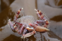 Hapalogaster