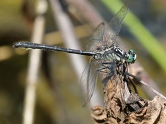 Stenogomphurus rogersi