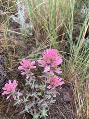 Castilleja angustifolia