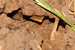 Aporrectodea trapezoides