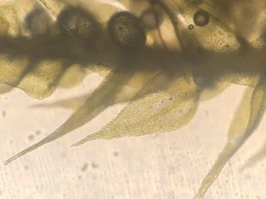 Sciuro-hypnum reflexum