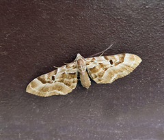 Physetobasis griseipennis