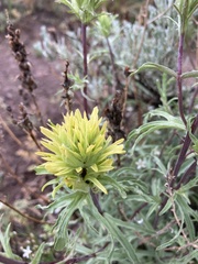 Castilleja angustifolia