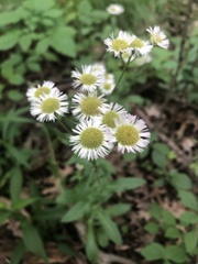 Erigeron