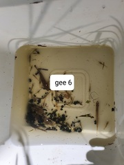 Paratya curvirostris