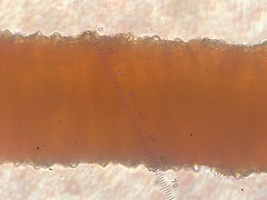 Sciuro-hypnum reflexum