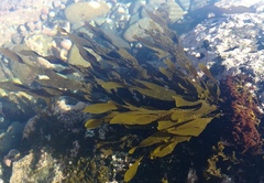 Dictyota kunthii