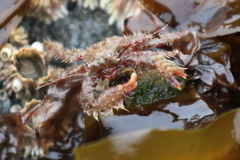 Hapalogaster