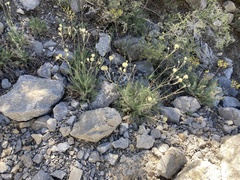 Hymenopappus filifolius eriopodus