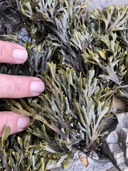 Pelvetiopsis limitata