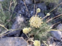Hymenopappus filifolius eriopodus