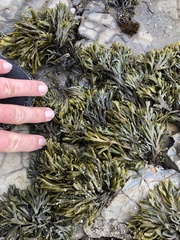 Pelvetiopsis limitata