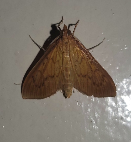 Chilochroma