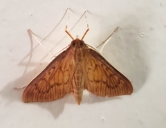 Chilochroma interlinealis