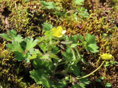Ranunculus taisanensis