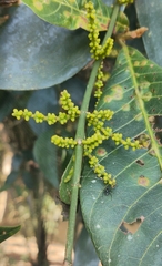 Phoradendron crassifolium