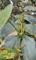 Phoradendron crassifolium