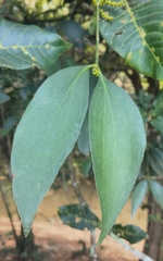 Phoradendron crassifolium