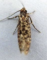 Cephitinea obscurostrigella