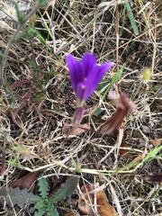 Brodiaea