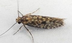 Cephitinea obscurostrigella