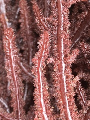 Neoptilota densa