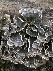 Trametes versicolor