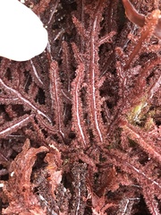 Neoptilota densa