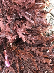 Neoptilota densa