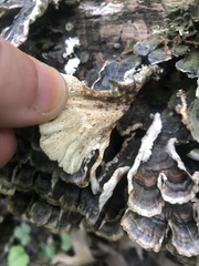 Trametes versicolor