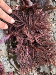 Neoptilota densa