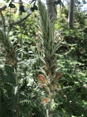 Pedicularis procera