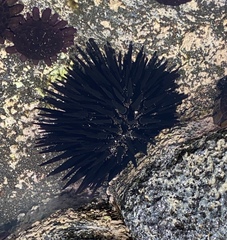 Echinometra oblonga