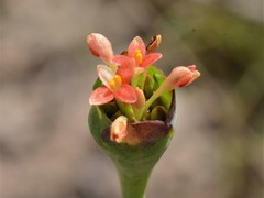 Pimelea punicea