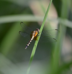 Erythrodiplax fervida