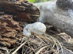 Spongiporus leucospongia