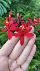 Epidendrum radicans