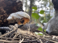 Spongiporus leucospongia