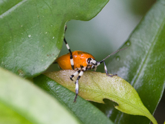 Coryzorhaphis leucocephala