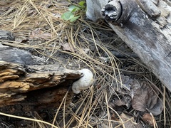 Spongiporus leucospongia