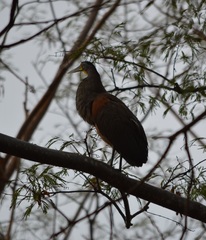 Tigrisoma mexicanum