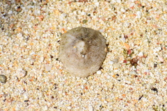 Siphonaria alternata