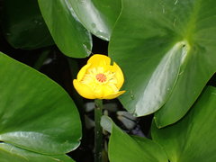 Nuphar pumila
