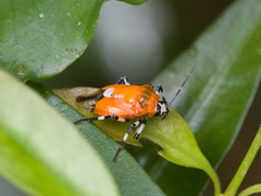 Coryzorhaphis leucocephala