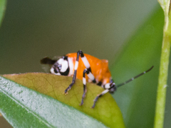 Coryzorhaphis leucocephala