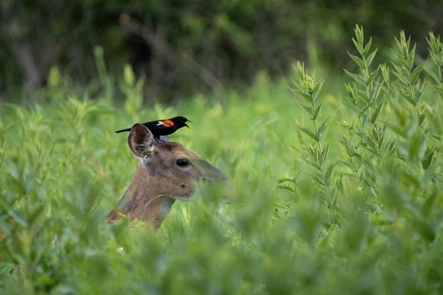 White-tailed Deer photographed in Illinois