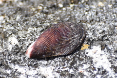 Brachidontes domingensis