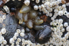 Siphonaria thersites