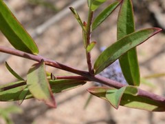 Pimelea punicea