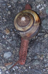 Monadenia infumata callidina